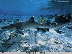 GCSR052-Whitetip_Reef_Shark copia